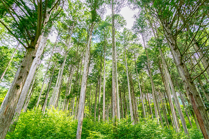 木の香りでリラックス効果